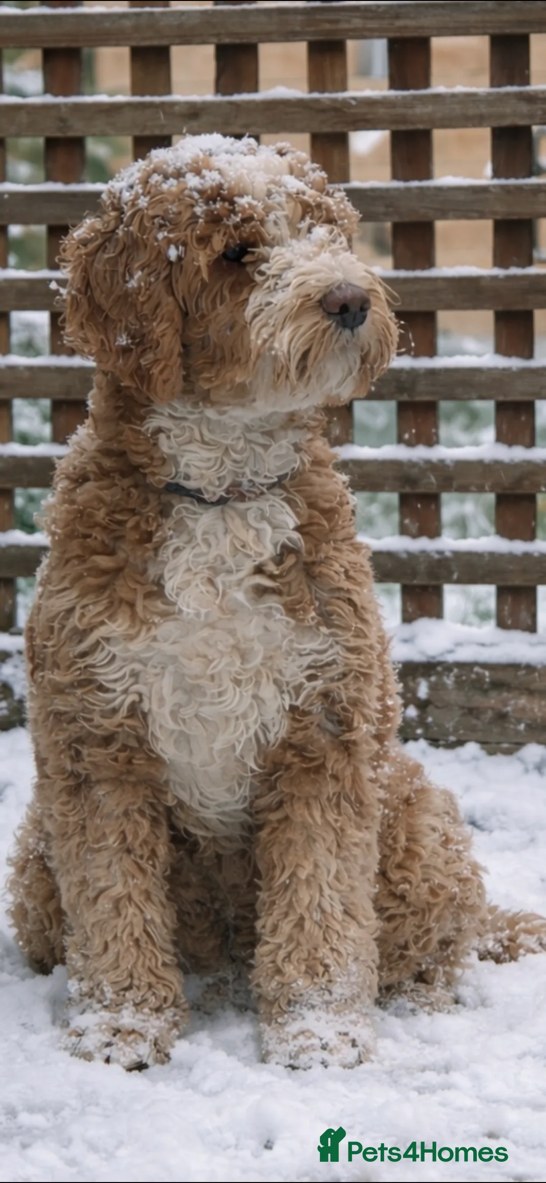 Australian Labradoodle dogs for sale: Australian Labradoodle Guardian Girl - Advert 2