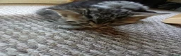 Mixed Breed cats for sale: Kittens  in Leeds - Advert 2