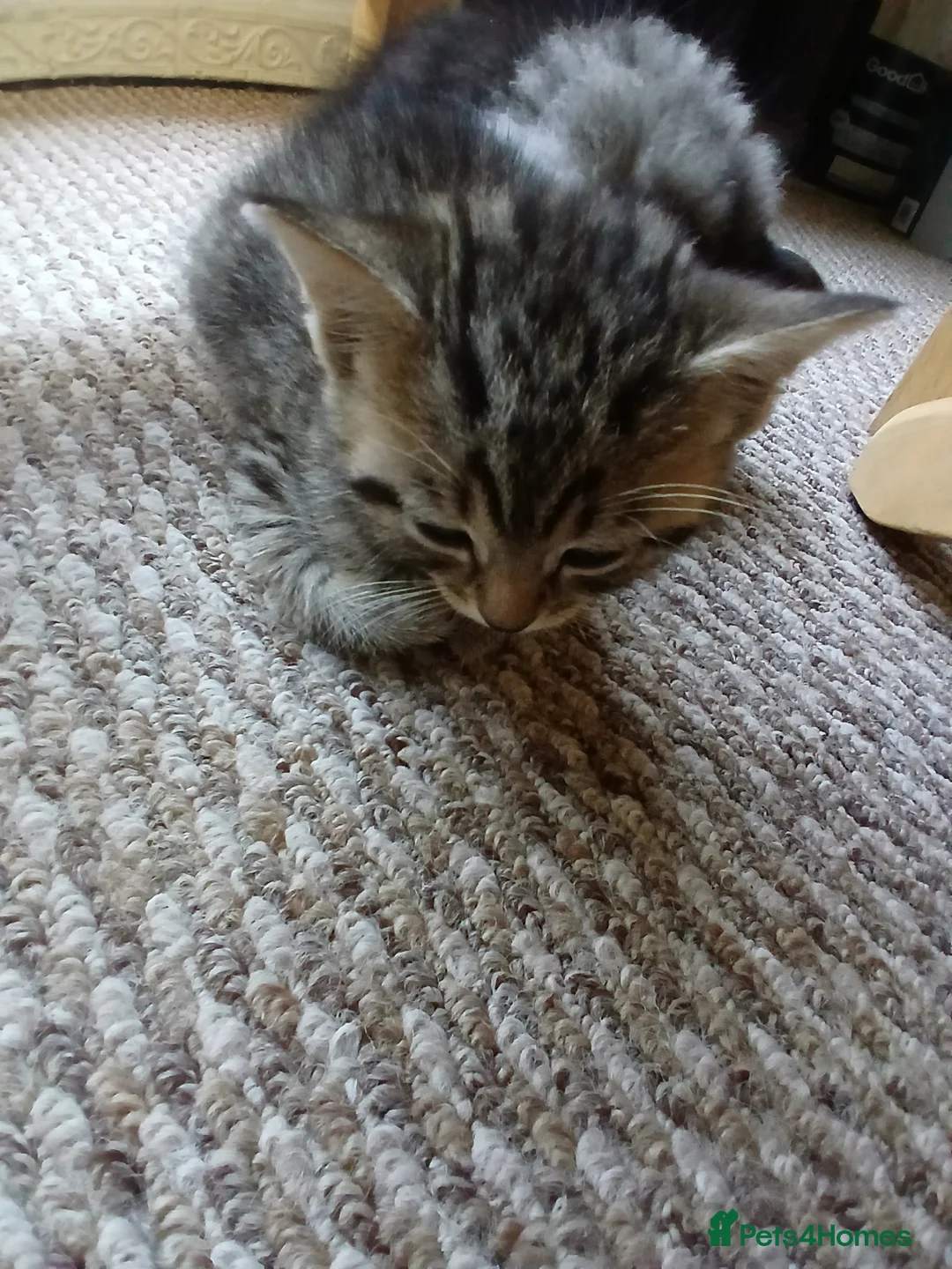 Mixed Breed cats for sale: Kittens  in Leeds - Advert 2