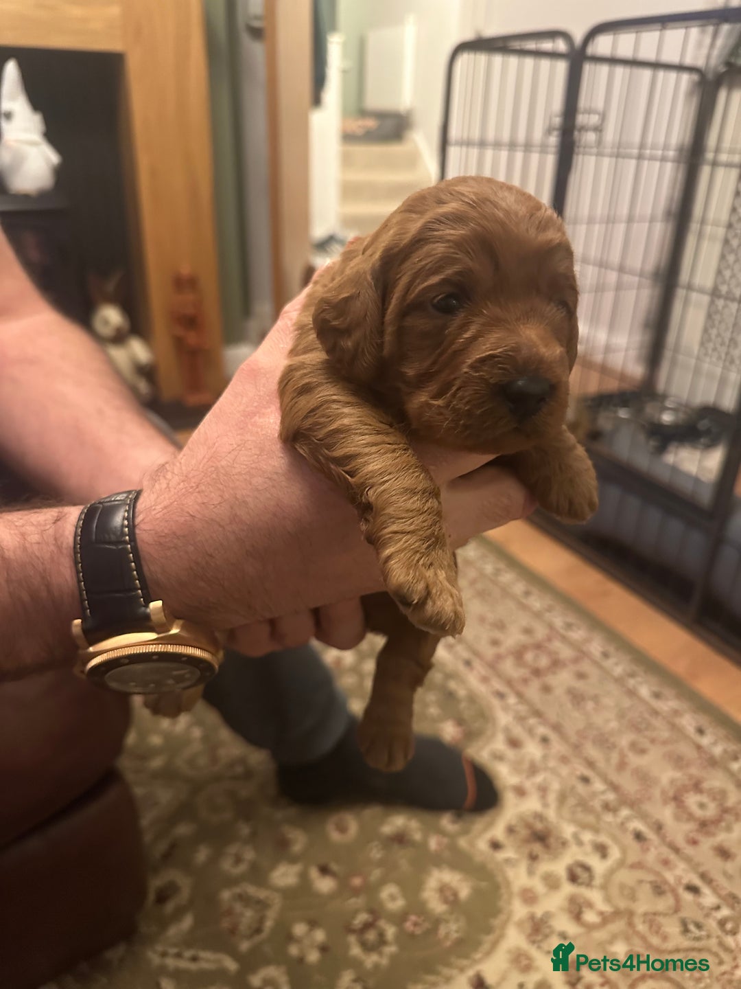 Labradoodle dogs for sale: Miniature F1 Labradoodles  - Advert 31