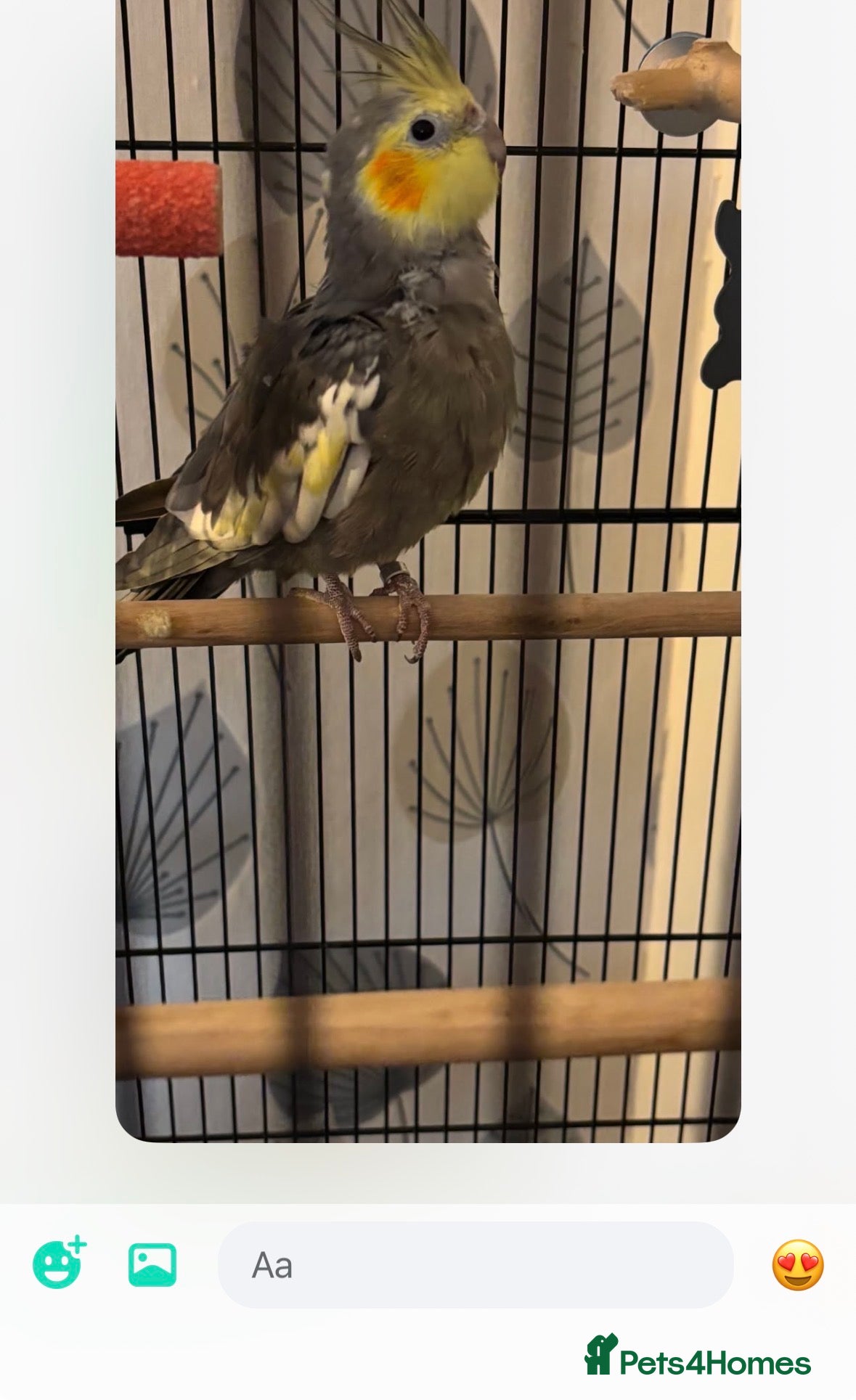 Cockatiels birds Two cockatiels  - Advert 1
