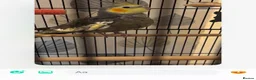 Cockatiels birds for sale: Two cockatiels  in Redditch - Advert 1