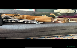 Mixed Breed dogs for sale: Bulldog for rehoming  - Image 5
