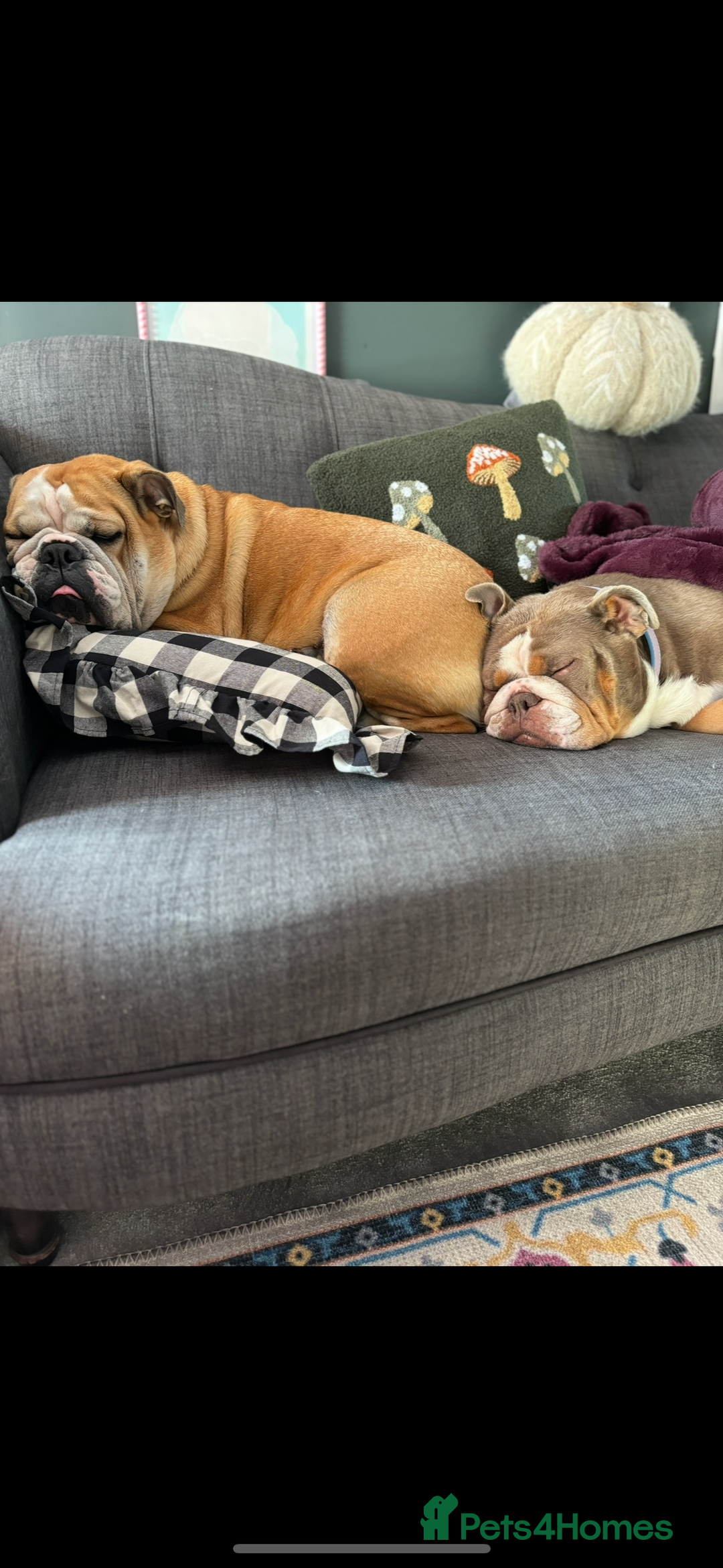 Mixed Breed dogs for sale: Bulldog for rehoming  - Image 5