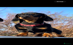 Miniature Dachshund dogs for sale: Miniature Dachshund, “Chip”  - Image 2