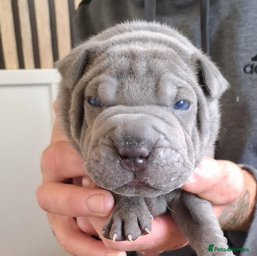 Staffordshire Bull Terrier dogs for sale: Staffy x sharpei  - Advert 1