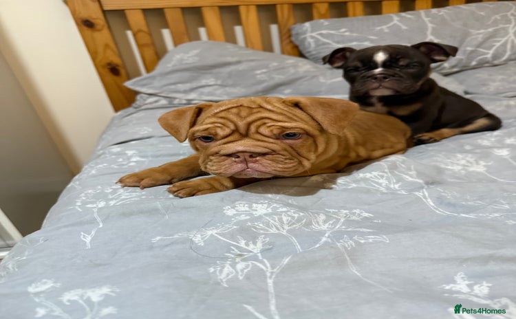 English Bulldog dogs - Advert 3