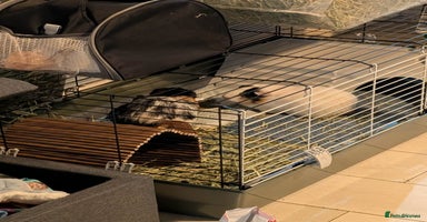 Guinea Pig rodents - Advert 6