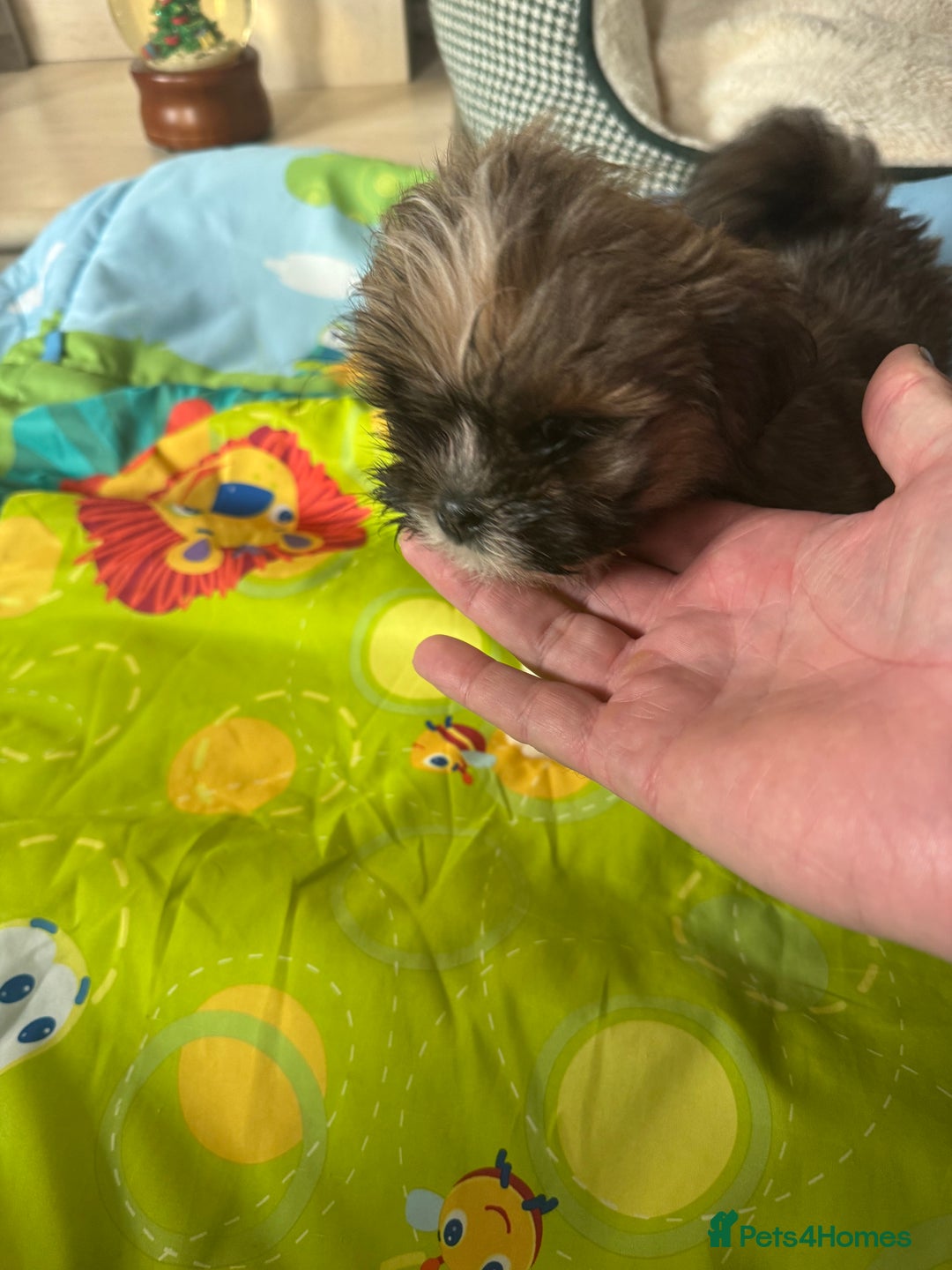 Lhasa Apso dogs for sale: KC reg female Lhasa apso puppy PRA clear  - Advert 17