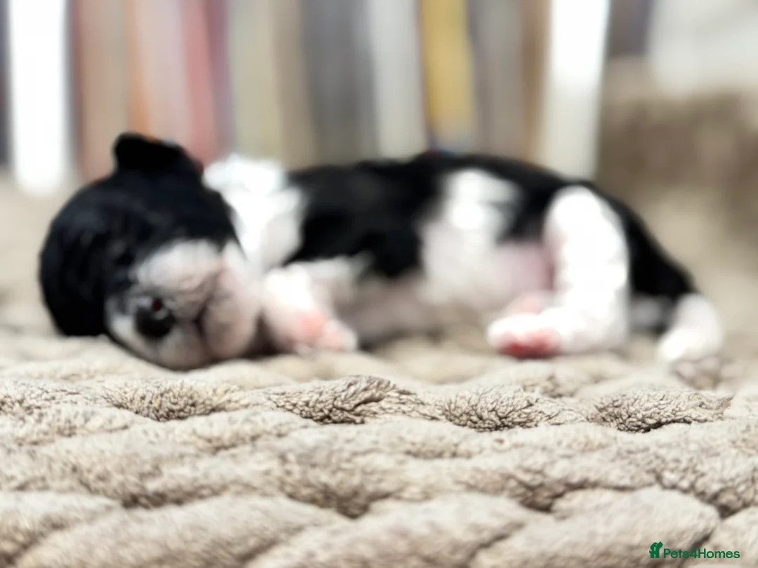 Toy Poodle dogs for sale: Tiny toy poodle boys available for reservation - Advert 5