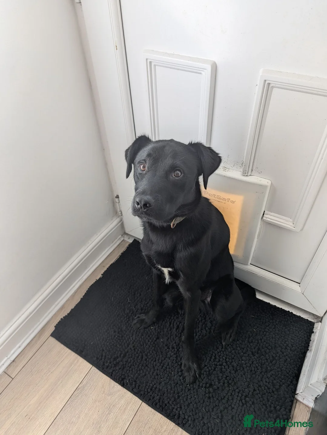 Borador dogs for sale: 1 year old Male Borador looking for a forever home - Advert 6