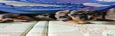 Miniature Dachshund 2