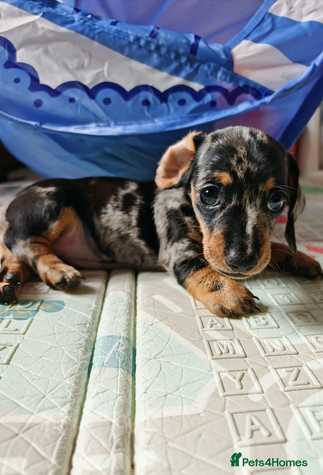 Miniature Dachshund dogs for sale: Miniature Dachshund Puppies – 1 Boy & 2 Girls  in Blackpool - Advert 5
