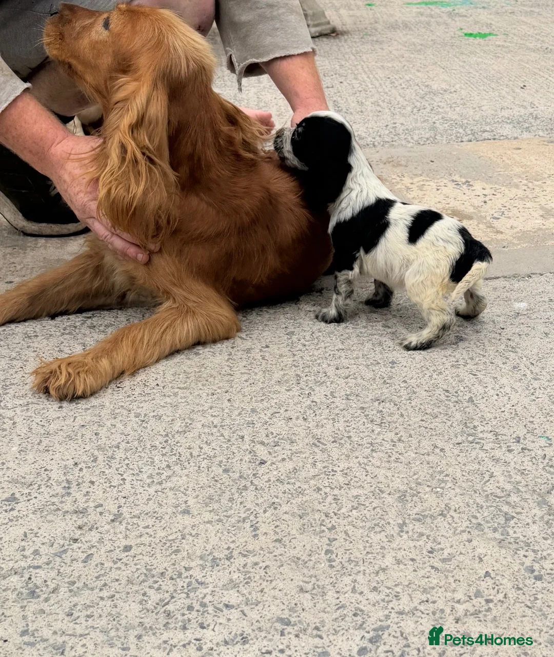 Cocker Spaniel dogs for sale: Cocker spaniel puppies  in Llanelli - Advert 9
