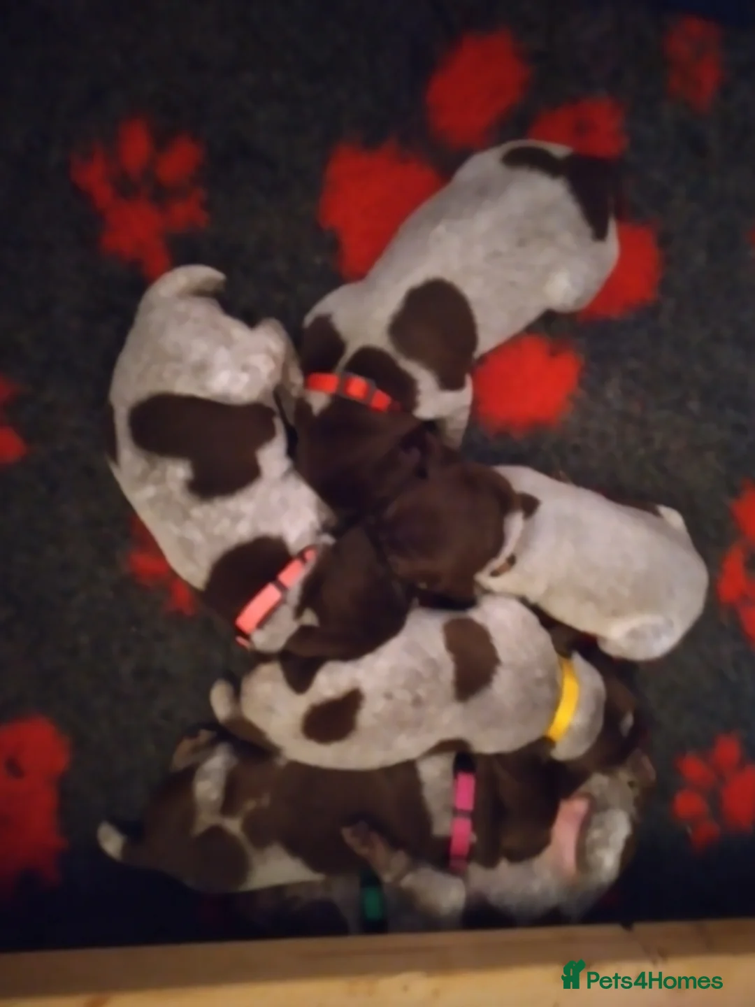German Shorthaired Pointer dogs for sale: Stunning litter - Advert 4
