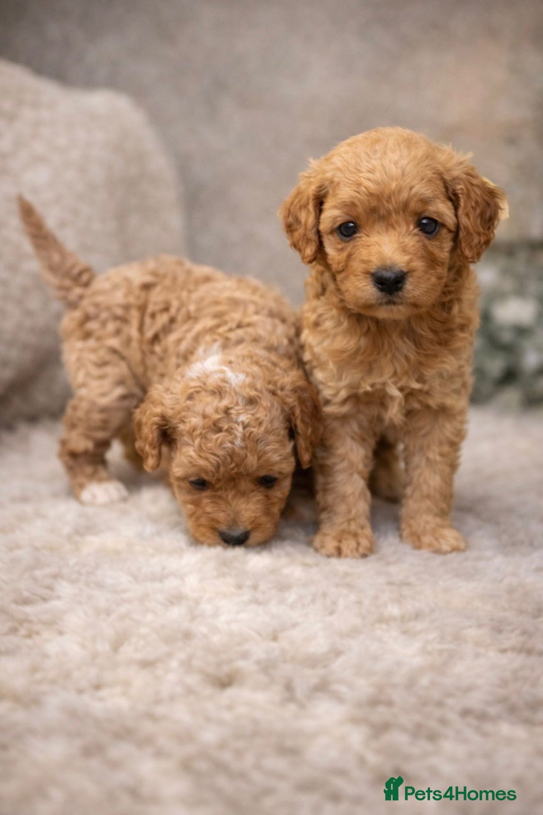 Maltipoo dogs for sale: Tiny Koreans maltipoo  - Advert 10