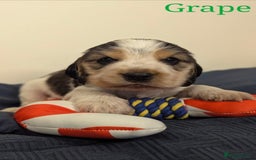Cocker Spaniel dogs for sale: Show cockers - Image 33