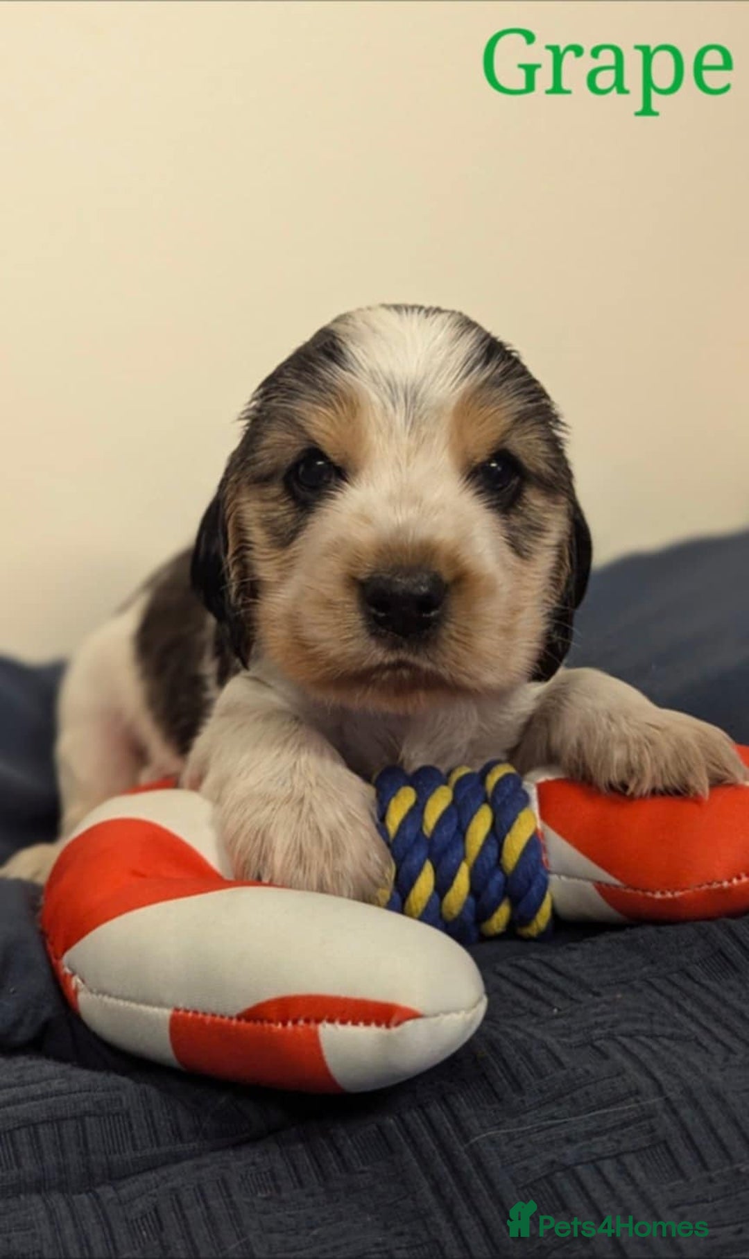 Cocker Spaniel dogs for sale: Show cockers - Image 33