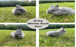 Lionhead rabbits for sale: Lionhead bunnies - Image 6