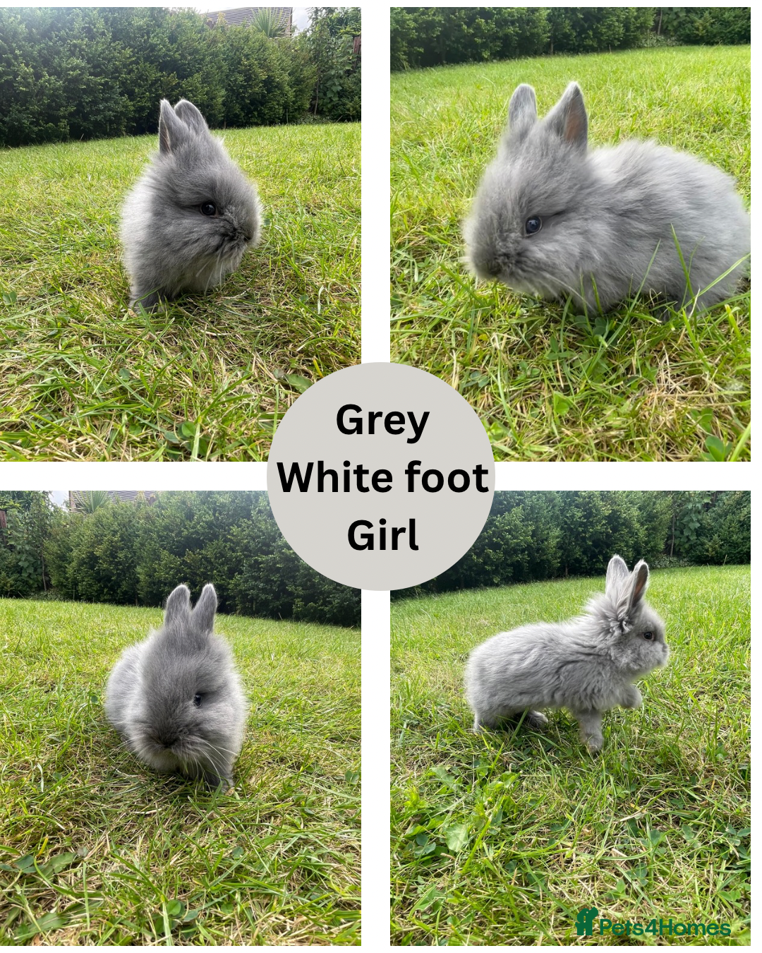 Lionhead rabbits for sale: Lionhead bunnies - Image 6