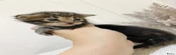 Mixed Breed cats for sale: MAINECOON X BENGAL KITTENS  in Airdrie - Advert 7
