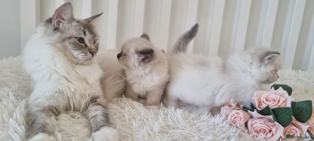 Ragdoll cats for sale: 💞BEAUTIFUL FULL PEDIGREE TICA RAGDOLL KITTENS 💞 - Image 12