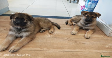 German Shepherd dogs - Advert 7