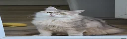 Siberian cats for sale: Beautiful Siberian Girl Looking for a Loving Home - Advert 2