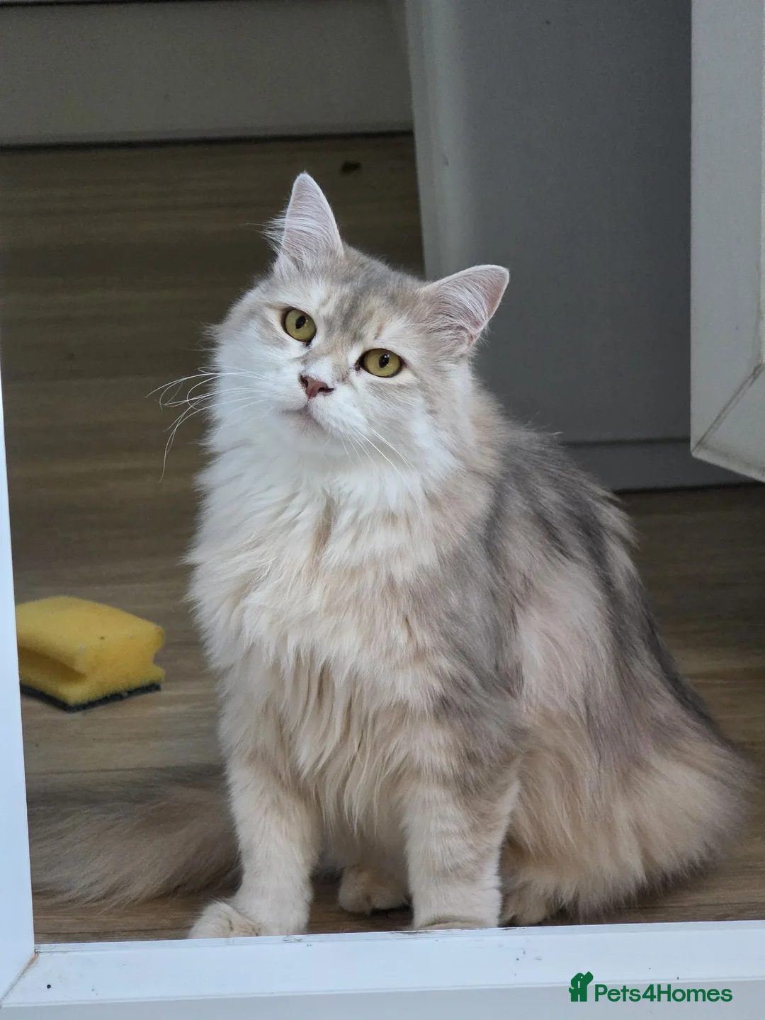 Siberian cats for sale: Beautiful Siberian Girl Looking for a Loving Home - Advert 2