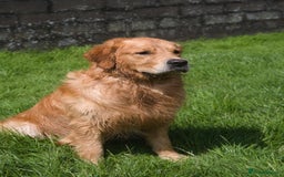 Golden Retriever dogs for stud: Fully health tested golden retriever stud dog in Bridgend - Image 3