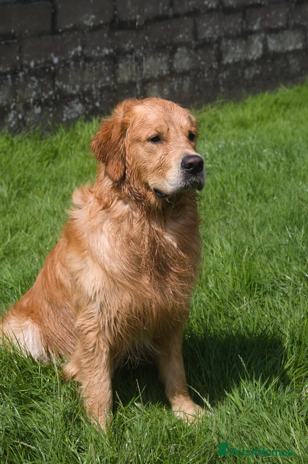 Golden Retriever dogs for stud: Fully health tested golden retriever stud dog in Bridgend - Advert 3