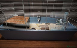 Hamster rodents for sale: Syrian Hamster and Full Set up  - Image 8