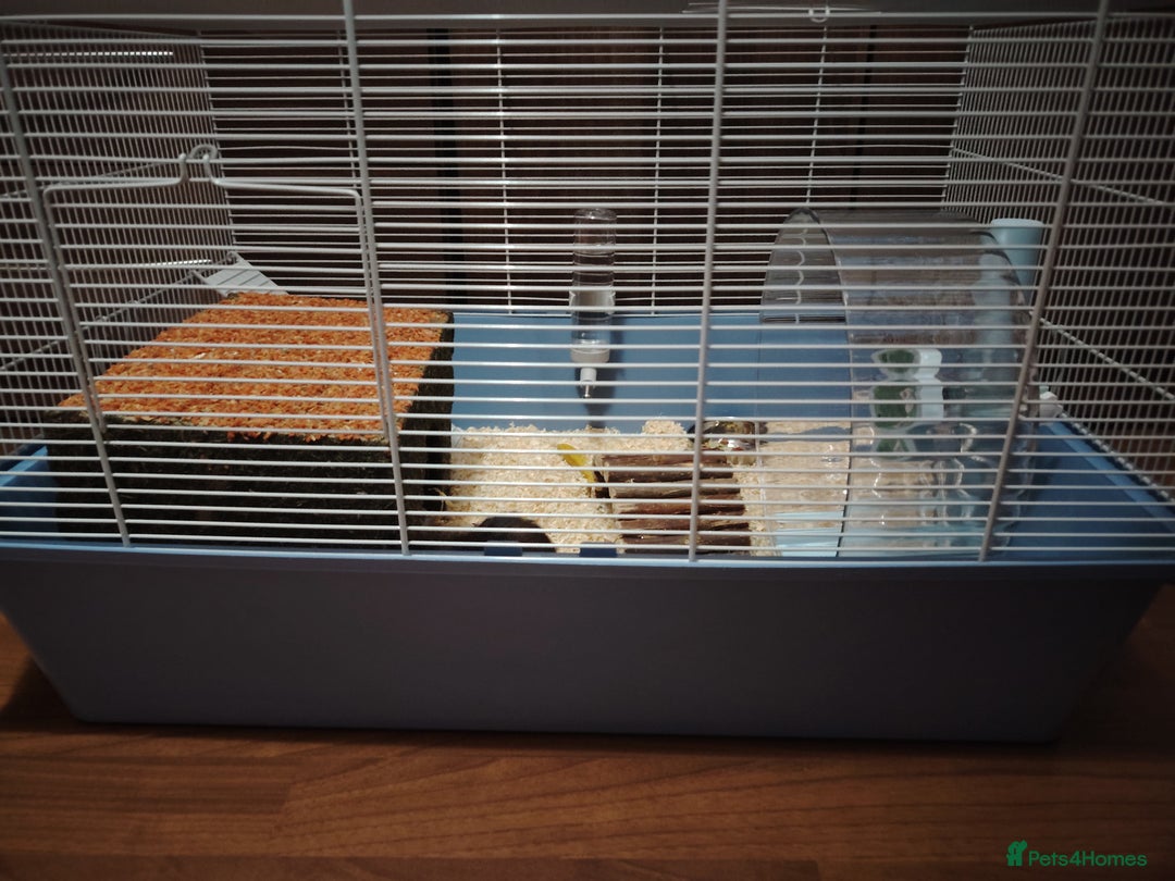 Hamster rodents for sale: Syrian Hamster and Full Set up  - Image 8