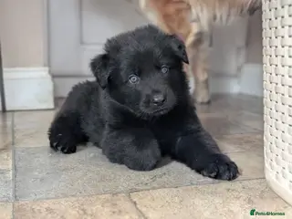German Shepherd dogs Long haired black German shepherd pups - Advert 10