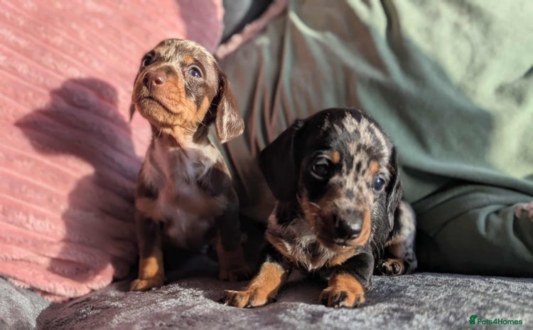 Miniature Dachshund dogs - Advert 4