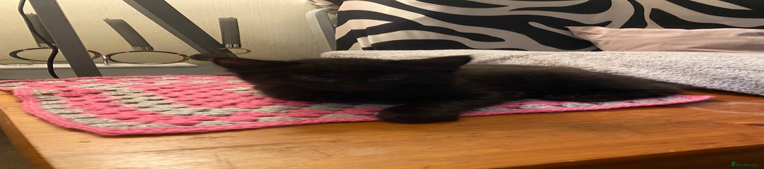 Fluffy total black female kitten 