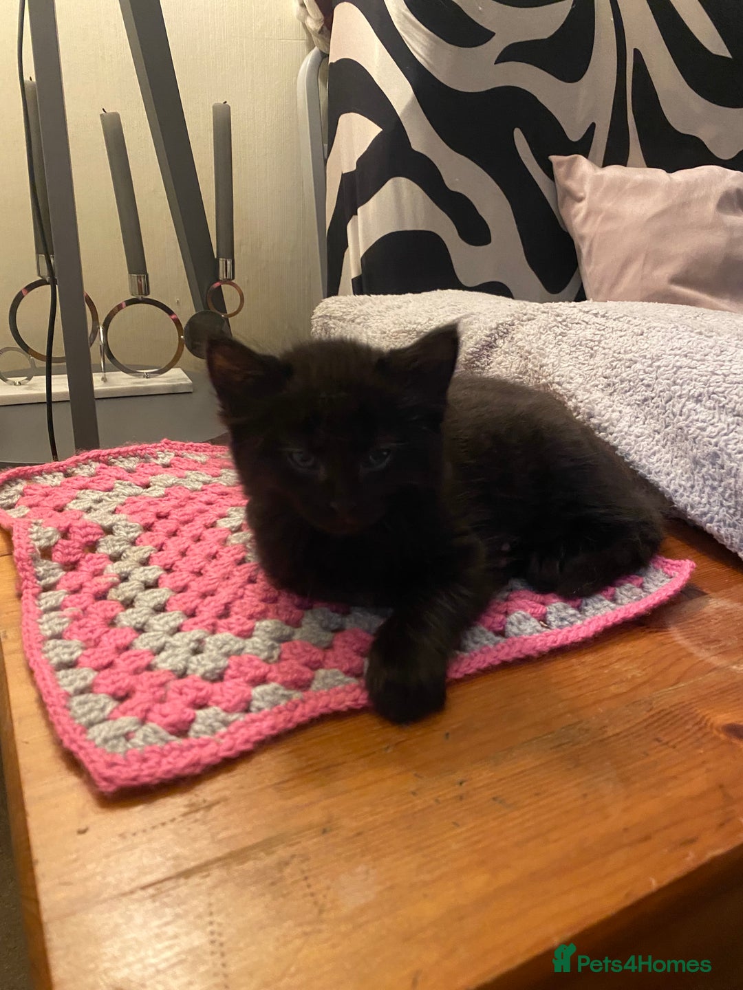 Mixed Breed cats for sale: Black/white shorthair female kitten  - Image 14