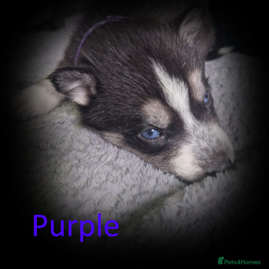 Shepsky dogs for sale: Siberian husky hybrid pups - Image 10