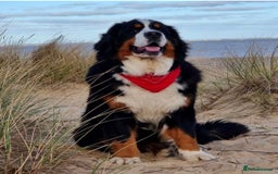 Bernese Mountain Dog dogs for sale: 9 months old girl KC  - Image 11