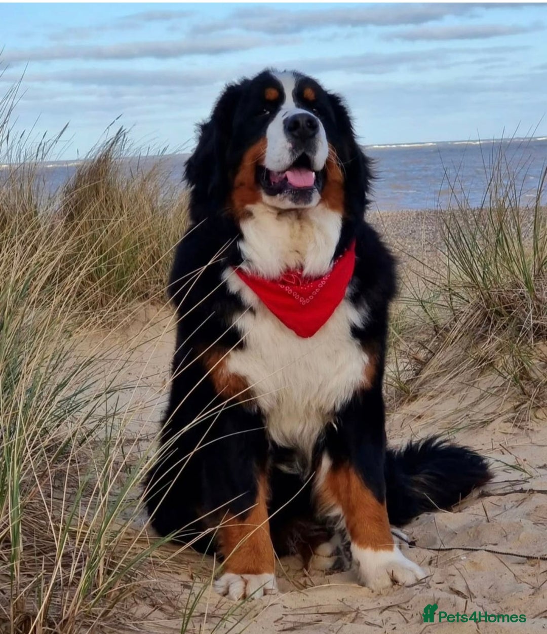 Bernese Mountain Dog dogs for sale: 9 months old girl KC  - Image 11