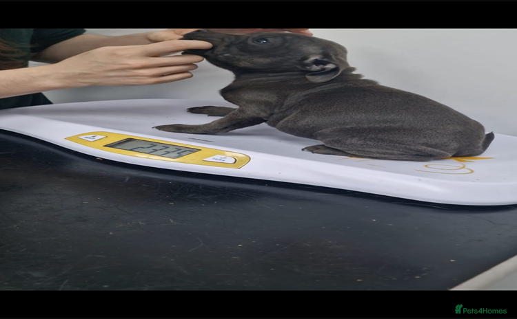 Staffordshire Bull Terrier dogs - Advert 4