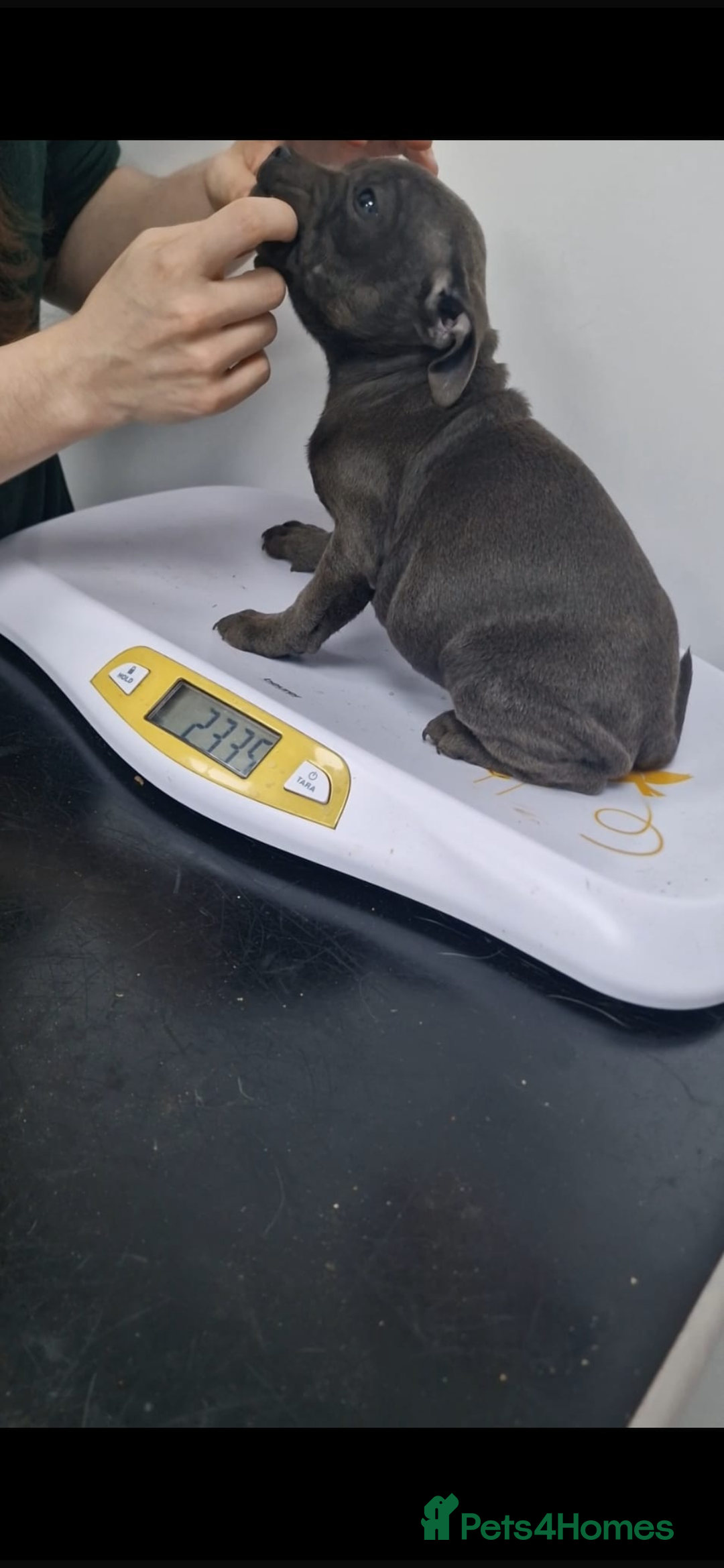 Staffordshire Bull Terrier dogs for sale: Pure blue staffy puppies ready to go - Image 3