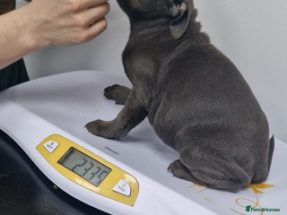 Staffordshire Bull Terrier dogs - Advert 6