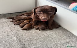 Labrador Retriever dogs for sale: Chunky Chocolate Girls Looking 4 Forever Families - Image 1