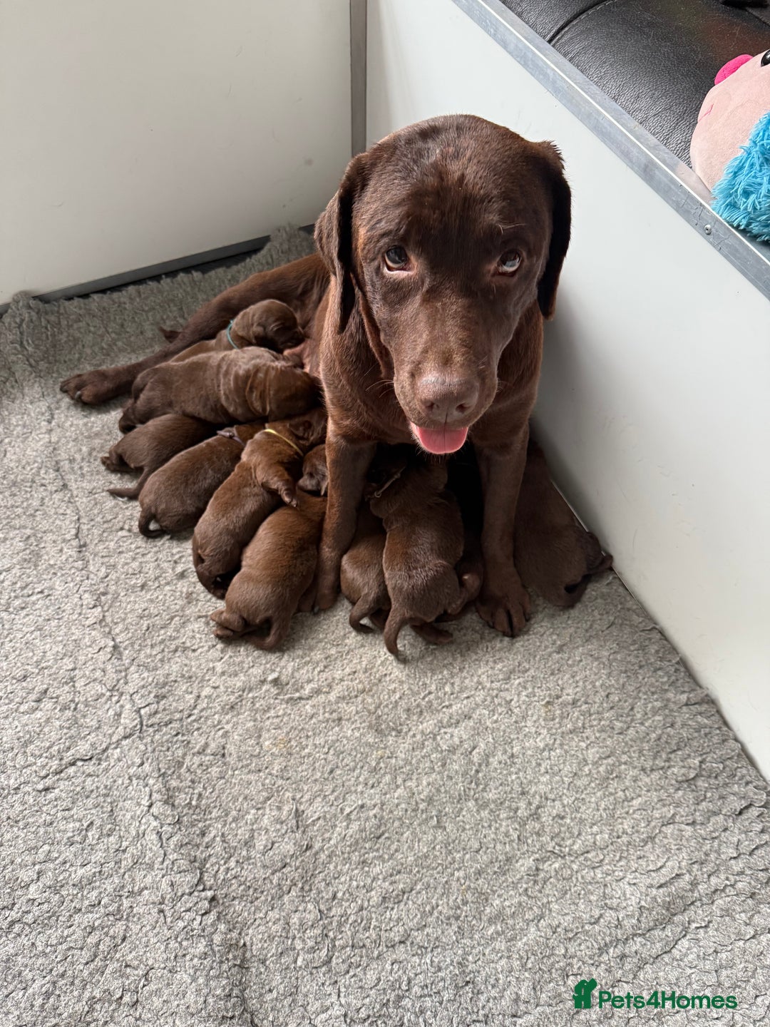 Labrador Retriever dogs for sale: Chunky Chocolate Girls Looking 4 Forever Families - Image 1
