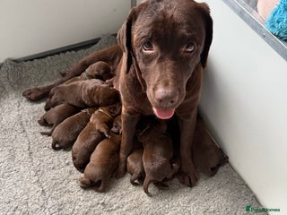 Labrador Retriever dogs - Advert 2