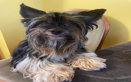Biewer Terrier dogs for stud: 🐶🐶Yorkshire Terrier Biewer for stud 🥰🥰 - Image 4