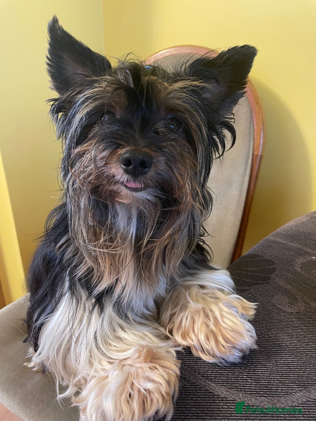 Biewer Terrier dogs for stud: 🐶🐶Yorkshire Terrier Biewer for stud 🥰🥰 - Image 4