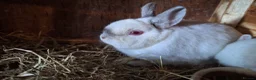 Netherland Dwarf rabbits for sale: Beautiful Netherland dwarf rabbit  in Corby - Advert 5