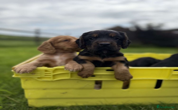 Cocker Spaniel dogs - Advert 8